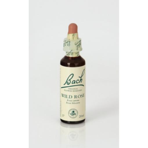 flores bach BACH 37 WILD ROSE (ROSA SILVESTRE) 20ML